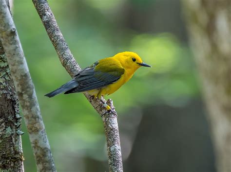 Tracking migration patterns could help with songbird conservation