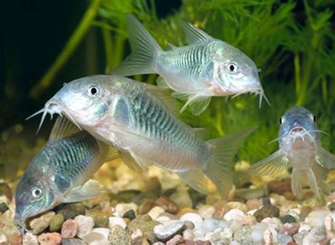 Bronze Corydoras Care Sheet ~ Tropical Fish Types