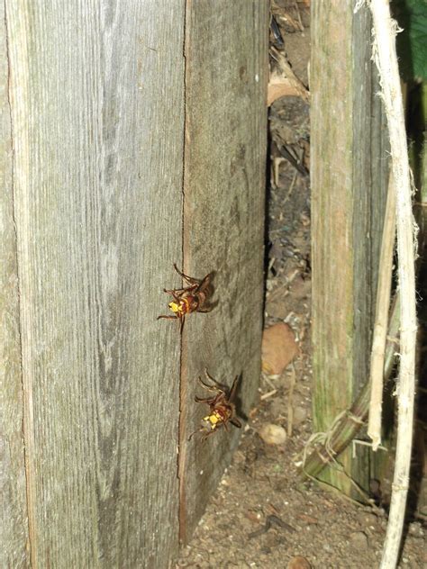 Urban Pollinators: The Hornet Hoverfly and the Hornets