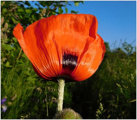 Mak. | Poppy. | Andrzej Skałuba | Flickr