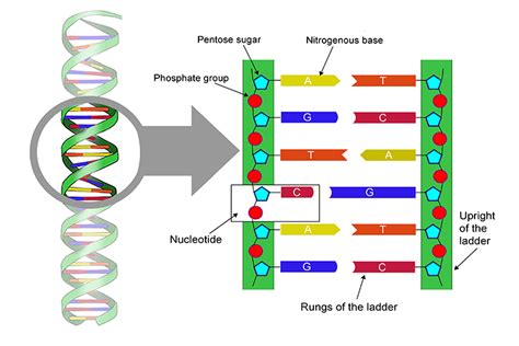 Detailed page of the structure of DNA and its double helix