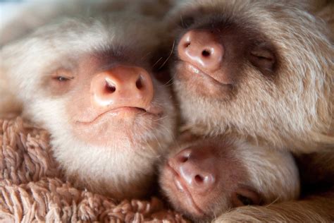 12 Adorable Sloth Pictures You Need in Your Life | Reader's Digest