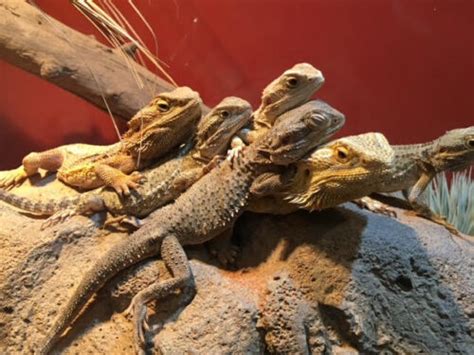 Canberra Reptile Zoo - LetsGoKids