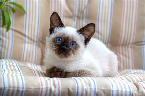 How Much Does a Siamese Cat Cost? (2024 Price Guide)