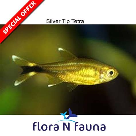 Silver Tip Tetra | Flora N Fauna