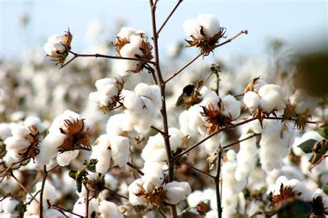 Pima Cotton – What is Pima Cotton?