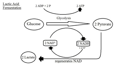 Fermentation - Definition, Types, Equation and Products | Biology