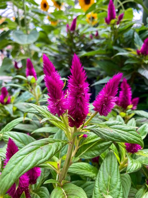 Celosia varieties, care & uses. | Fall flowers, Hardy plants, Garden planning