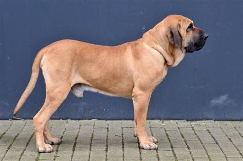 Fila Brasileiro - Temperament, Lifespan, Shedding, Puppy