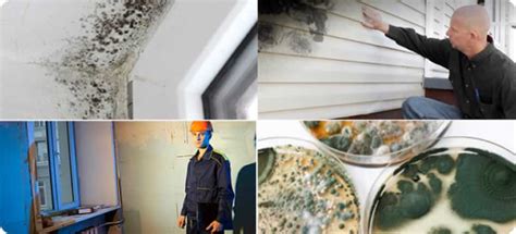 All on mold inspections – when to get it and the costs involved