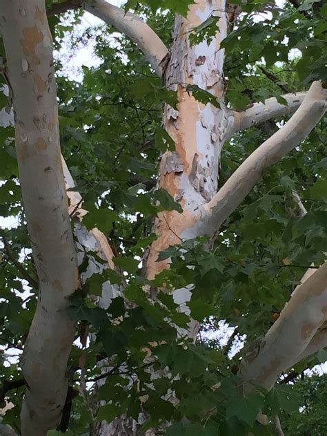 Sycamore - Bark | Nature, Sycamore, Tree