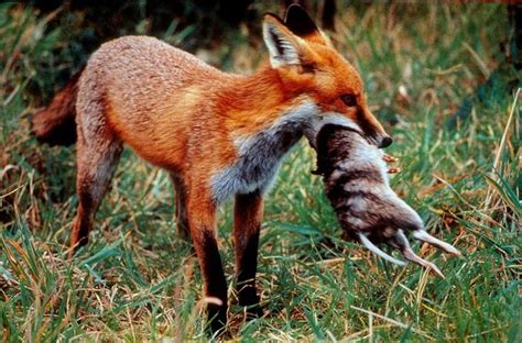 40 best =:> Fox & Prey images on Pinterest