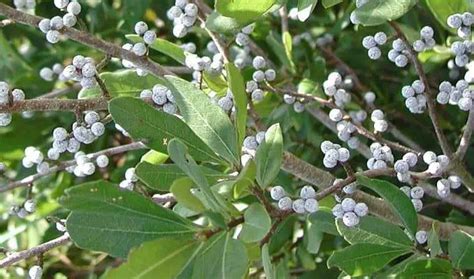 Bayberry Benefits , Uses and Side Effects