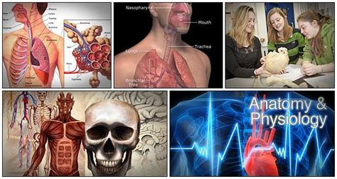 Human Anatomy And Physiology Course Review | Learn How To Understand ...