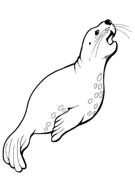 A Harbor Seal Coloring Page - Free Printable Coloring Pages for Kids