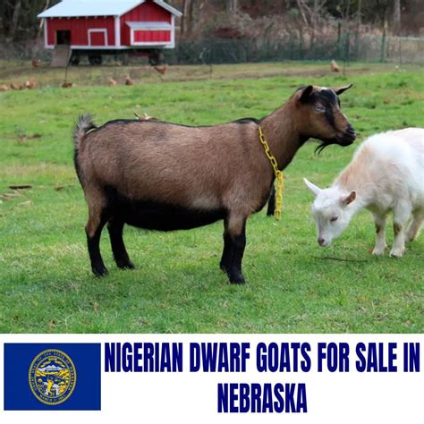 Nigerian Dwarf Goats for Sale in Nebraska: Current Directory of Nigerian Dwarf Goat Breeders in ...