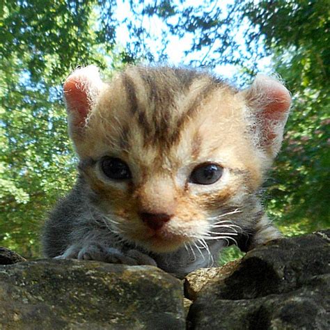 PIxie Bob / Desert Lynx / Hyland Lynx kittens - Diamond Acres Ranch