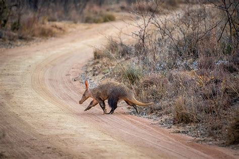 Aardvarks Facts for Kids - Science for Kids