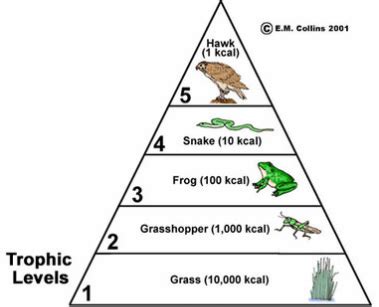 What is an ecological pyramid? + Example