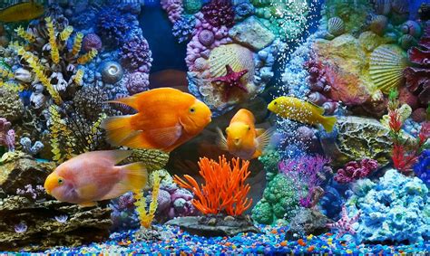 Four assorted-color fishes, fish, aquarium HD wallpaper | Wallpaper Flare