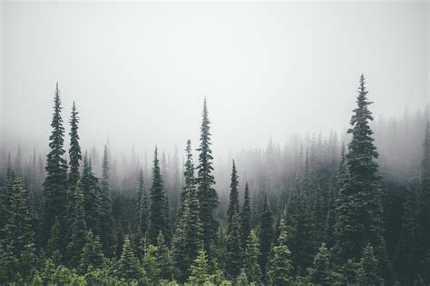 pine trees, Forest Wallpapers HD / Desktop and Mobile Backgrounds