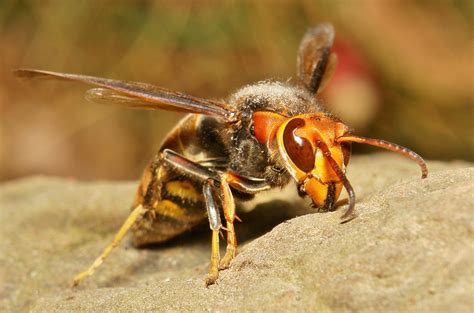 Asian Giant Hornet - Pictures, Diet, Breeding, Life Cycle, Facts ...