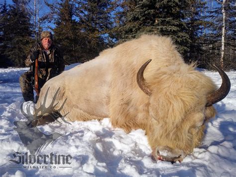 White Bison - Badly Scattered Buffalo Co.