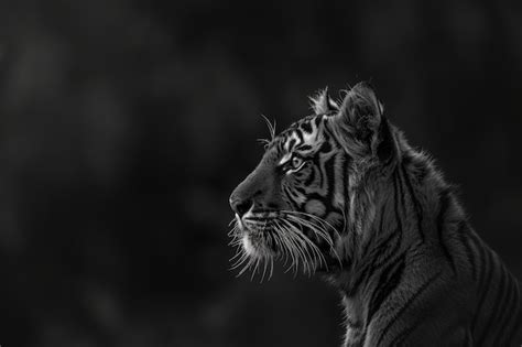 Premium Photo | Portrait of black and white tiger Conservation and wildlife concept