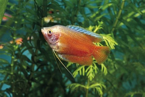 Dwarf Gourami Fish Species Profile