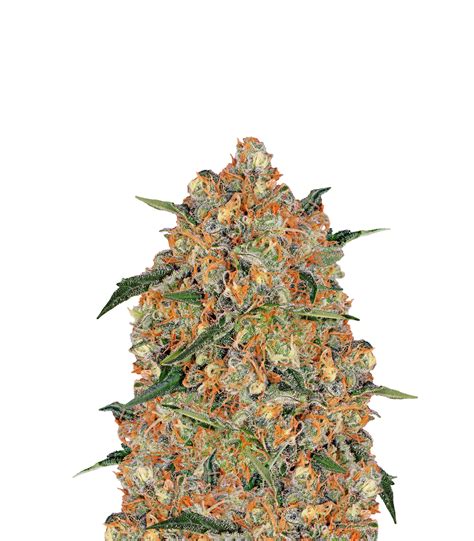 Barney's Farm | Orange Sherbert Seeds | Green Parrot