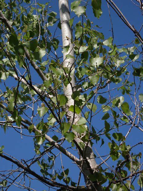 Eastern Cottonwood (Populus deltoides)