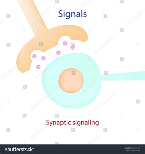 Education Diagram Synaptic Signaling Shows Electrical Stock Illustration 1971132182 | Shutterstock