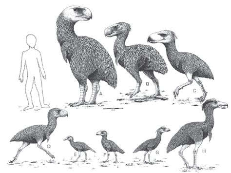 Terror Birds Ain’t What They Used to Be – A Titanis Take-Down