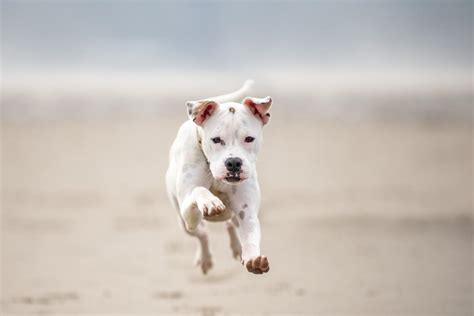 Master These 10 Photography Poses with Dogs to Capture Unforgettable Moments! - Themtraicay.com