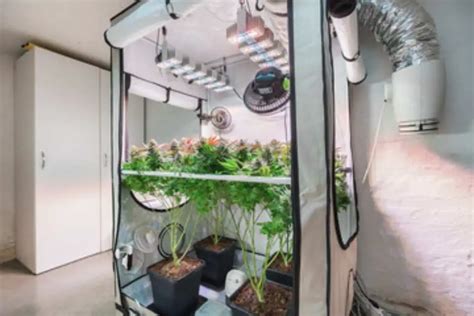 Best 4×4 Grow Tent Yield: A Detailed Guide