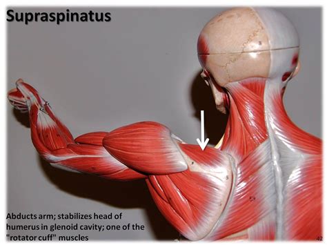 Supraspinatus - Muscles of the Upper Extremity Visual Atla… | Flickr