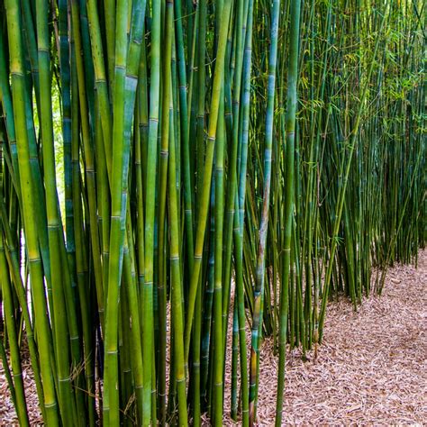 10 different types of bamboo | Better Homes and Gardens