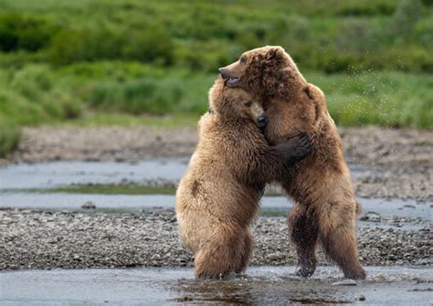 "Bear Hug" Images – Browse 1,947 Stock Photos, Vectors, and Video ...