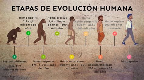 ETAPAS DE EVOLUCIÓN HUMANA