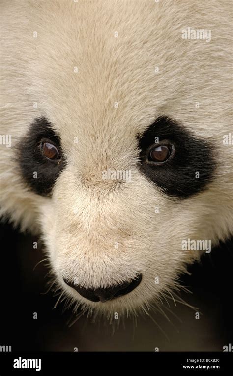 Panda eyes hi-res stock photography and images - Alamy