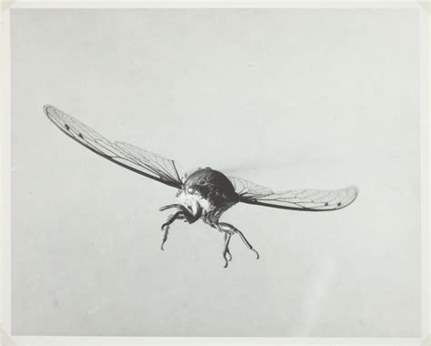 Locust in Flight | The Art Institute of Chicago