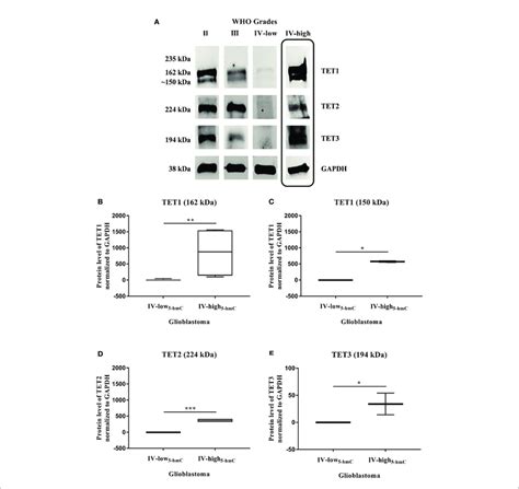 | TET proteins expression in gliomas. Western blot analysis of TET... | Download Scientific Diagram