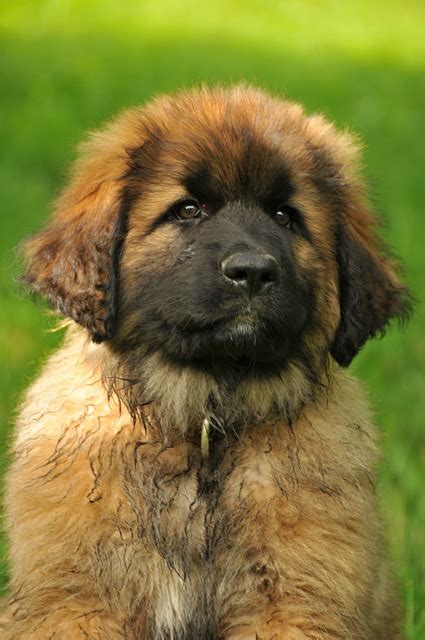 40+ Free Leonberg Dog & Leonberger Images - Pixabay