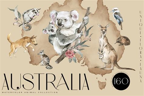 "AUSTRALIA" Flora & Fauna collection | Animal Illustrations ~ Creative ...