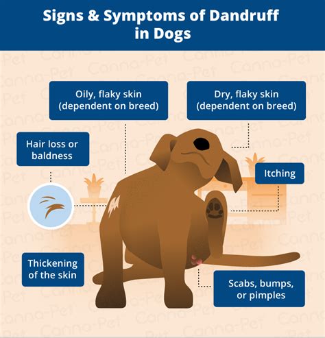 Dog Dandruff: Causes, Signs, & Treatments | Canna-Pet®