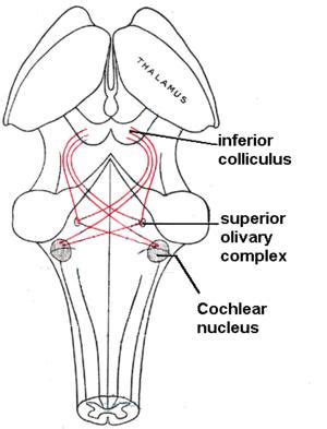 SUPERIOROLIVARYCOMPLEX