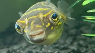 Freshwater Pufferfish | Tank Facts