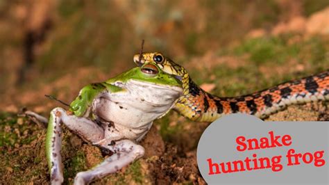 Can Snakes Eat Frogs? - ReptileStartUp.com