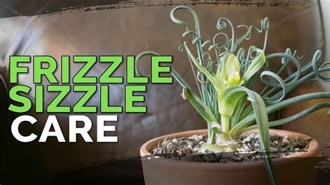 Albuca Spiralis Care 'Frizzle Sizzle' Plant