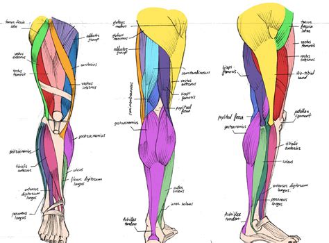 Leg Muscle Names Diagram